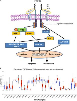 Dissecting the Role of the FGF19-FGFR4 Signaling Pathway in Cancer Development and Progression